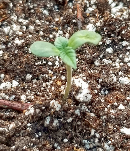 Росток Green Crack 2.0 от Humboldt Seed Organization