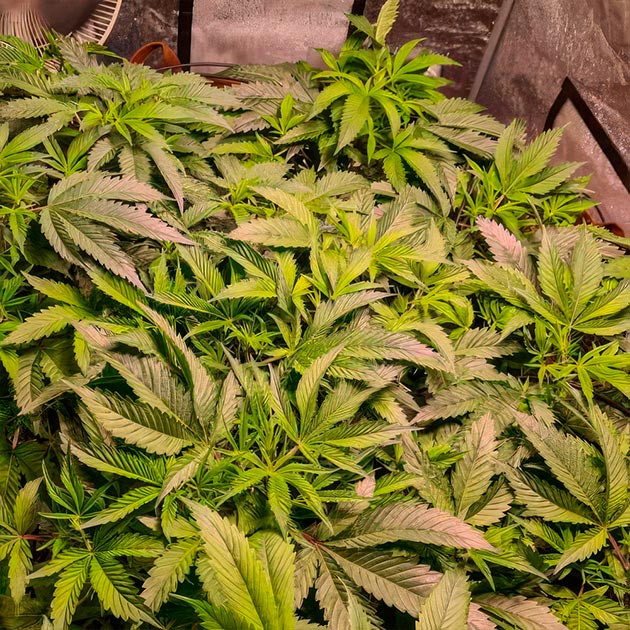 Вытягивание и формирование кустов Green Crack 2.0 Green Crack 2.0: начало формирования соцветий