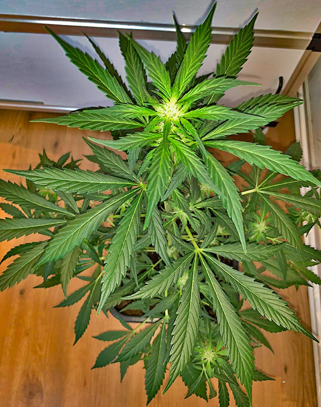 Начало цветения марихуаны Куст Zkittles Auto от Семяныча на 5 неделе выращивания