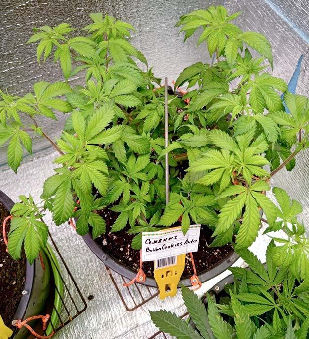 Каннабис после топпинга