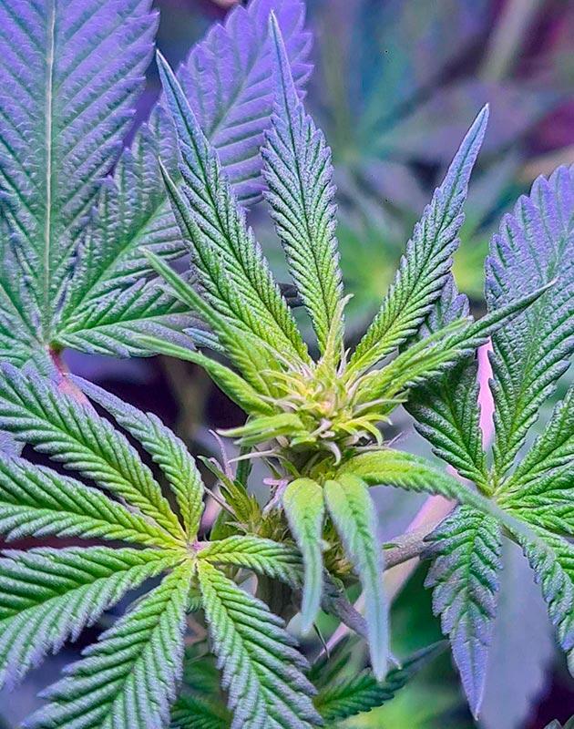 Активное формирование шишек каннабиса Конопля Tropicana Cookies FF с первыми белыми пестиками на старте цветения