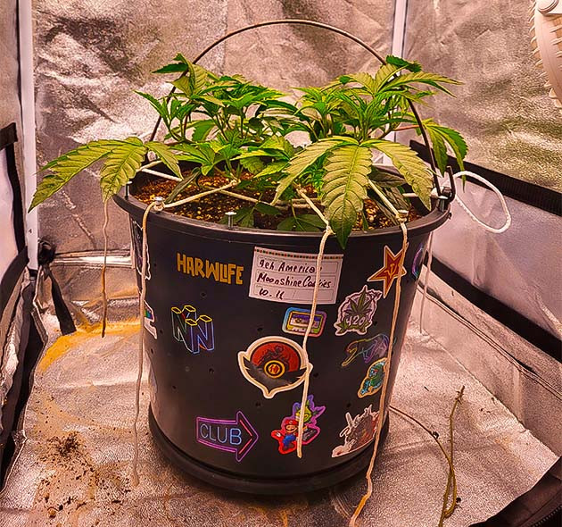 Тренировки марихуаны LST-растяжка марихуаны