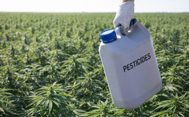 Конопля растёт без пестицидов, восстанавливая почву