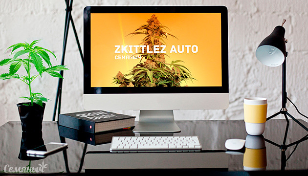 Гроурепорт сорта Zkittlez Auto