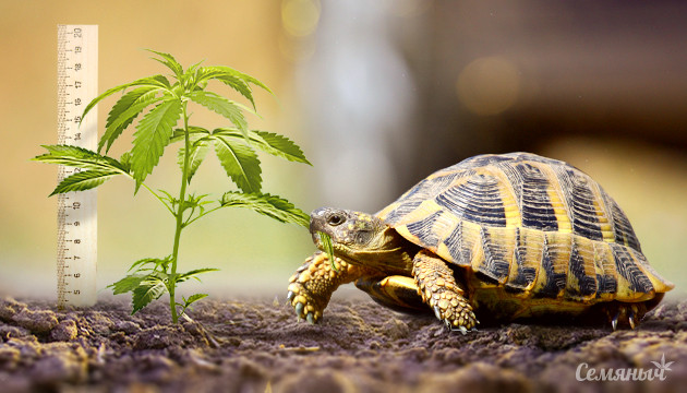 Медленный рост конопли