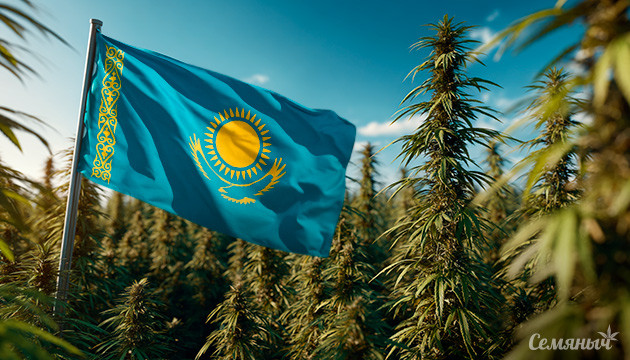 Легализация промышленной конопли в Казахстане с лицензированными сортами