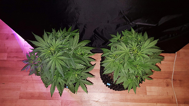 Кусты Auto White Widow вид сверху