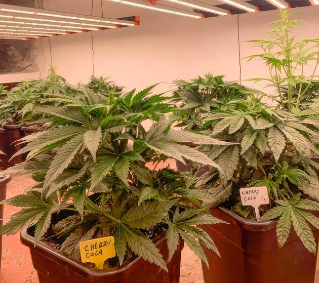 Кусты Cherry Cola Auto от FastBuds на стадии вегетации