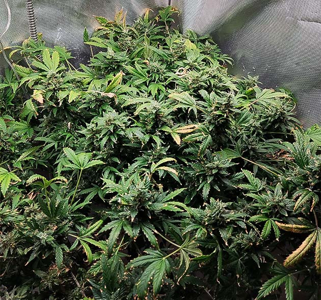 Подготовка куста к харвесту Растение на 13 неделе выращивания