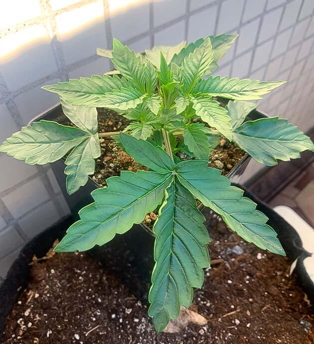 Растение конопли на 3-й неделе роста