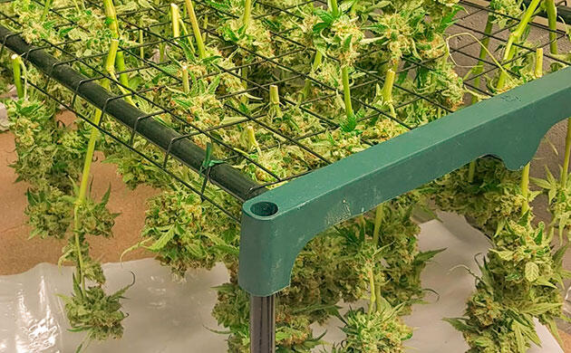 Правильная сушка соцветий после харвеста Как правильно сушить каннабис: инструменты и базовые принципы