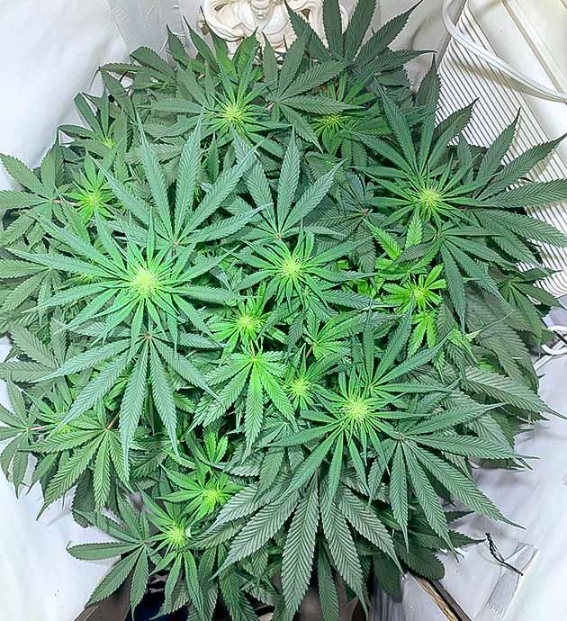 Высота каннабиса 50 см