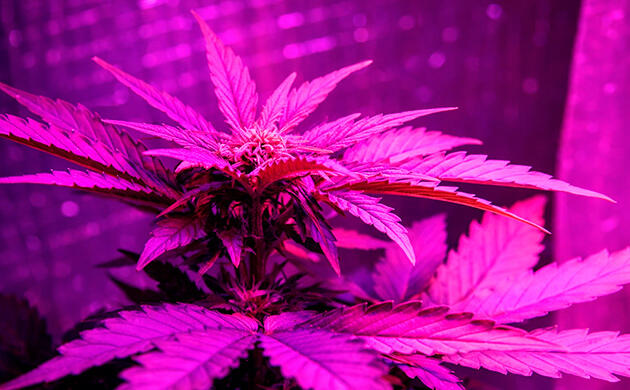 Дальний красный спектр в грове каннабиса