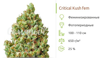Critical Kush от Barney’s Farm