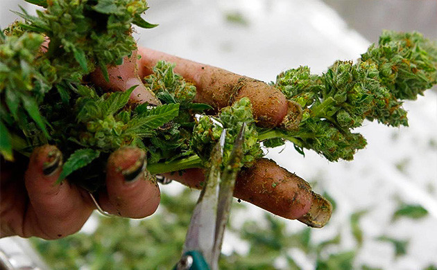 Мокрый тримминг