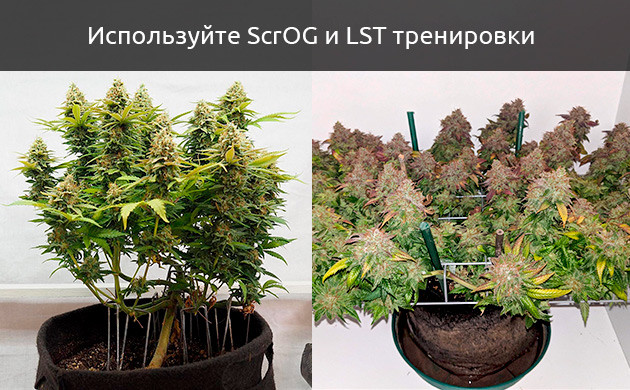 Маленький куст марихуаны из-за неправильной тренировки