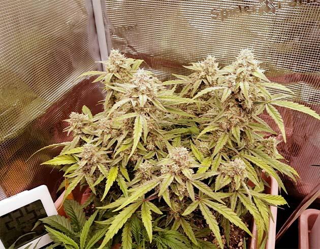 Сильный аромат и плотные, смолистые шишки Куст Godfather OG Auto на последней неделе выращивания