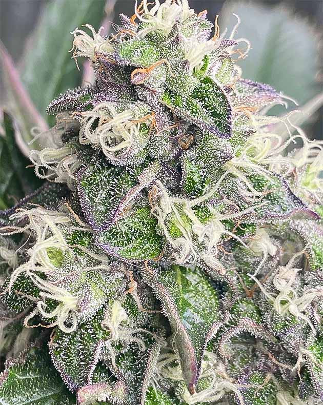 Фиолетовый оттенок на соцветиях Vanilla Frosting