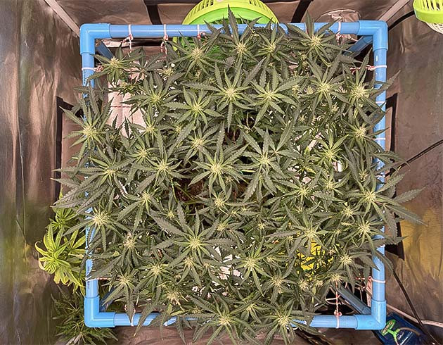 Куст после обрезки листьев