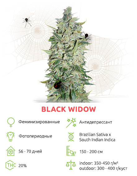 Бонус Black Widow Black Widow