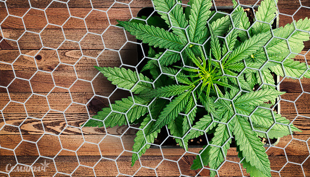 Выращивание марихуаны методом ScrOG Метод ScrOG