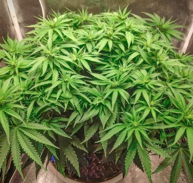 Перевод на цветение Куст Super Silver Haze от Green House Seeds на 7 неделе