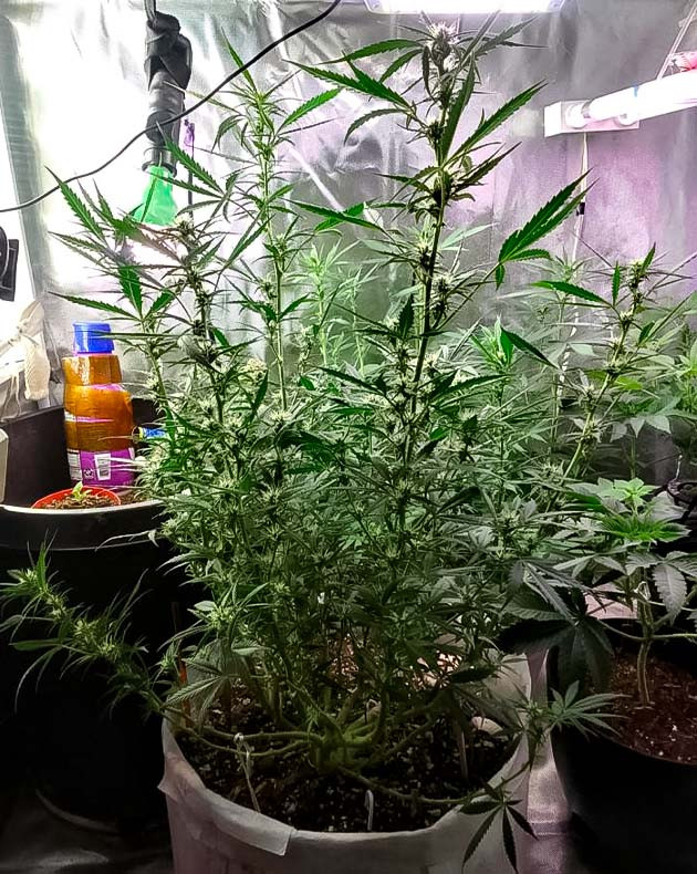Каннабис на 12 неделе выращивания Godfather OG Auto ростом 70 см