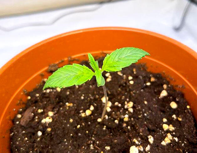 1-я неделя сорта Persian Pie от Green House Seeds