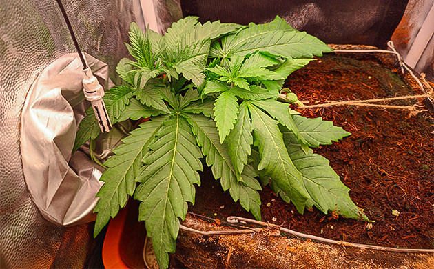 Gorilla Zkittlez: поддержание роста и развития