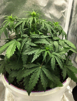 Куст высотой 23 см