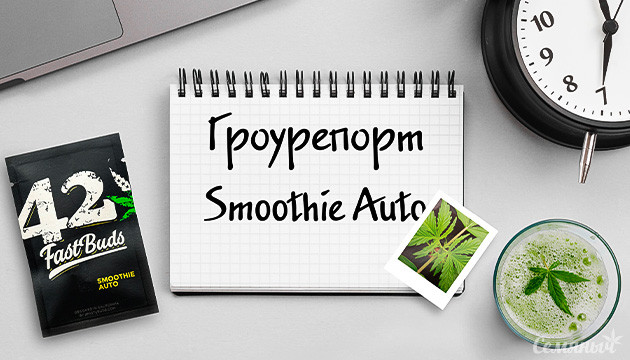 Гроурепорт сорта Smoothie Auto