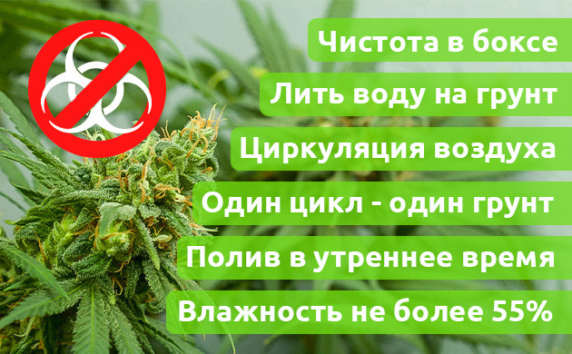 Меры предосторожности появления альтернарии