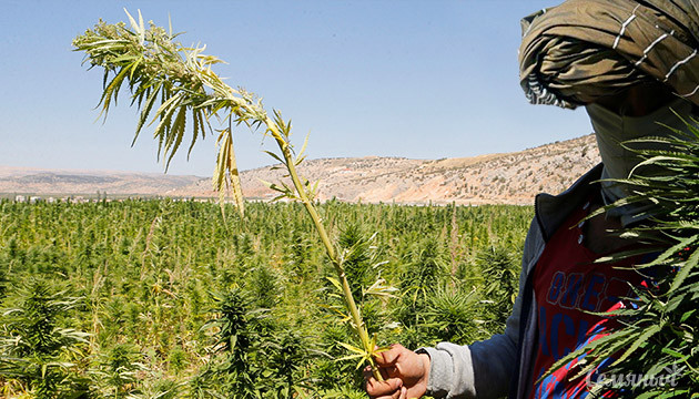 Все об афганской конопле Все об афганской конопле