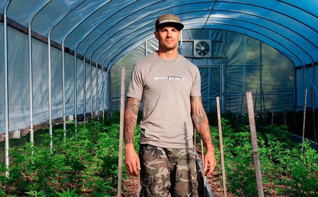 Конопля в теплице