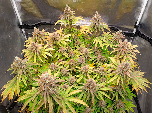 Смена окраса на 17-й неделе Неделя 17: рост сорта конопли Blue Gelato 41