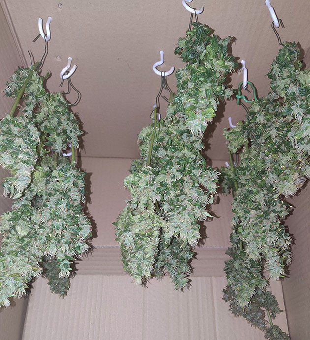 Сбор урожая и эффект от применения Сушка соцветий конопли