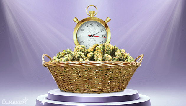 Быстрорастущие и урожайные сорта конопли Быстрые и урожайные