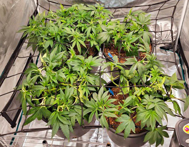 ScrOG сетка для конопли Кусты под ScrOG сеткой