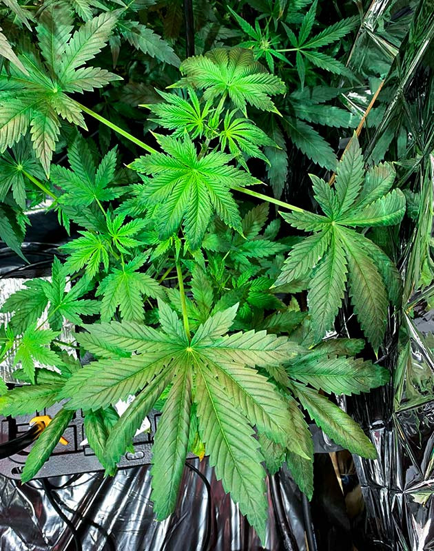 Яркие и зеленые листья конопли на 5 неделе выращивания