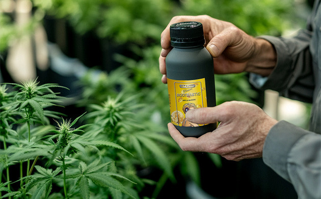 Регуляция роста каннабиса