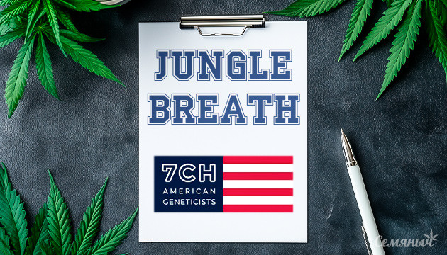 Выращивание сорта Jungle Breath от сидбанка 7CH American Сорт Jungle Breath от сидбанка 7CH American