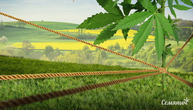 Поддержка ветвей конопли Как поддерживать ветви конопли