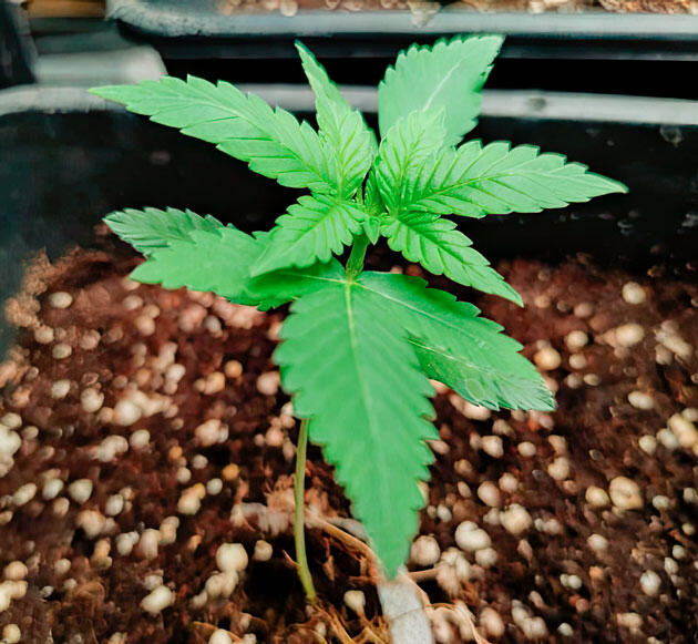 Росток Strawberry Gorilla Auto от FastBuds на 2 неделе