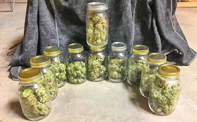 Впечатления от сорта Critical Kush