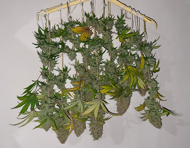 Харвест и впечатления от гровера Сбор урожая