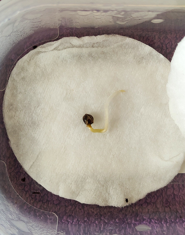 Проращивание Roze Runtz Проращивание семян конопли Roze Runtz