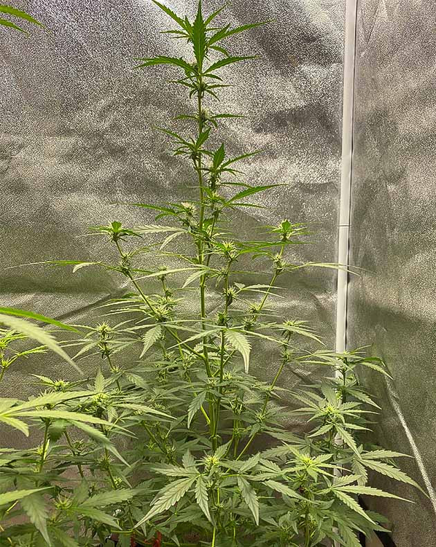 Перевод на цветение растения Banana Purple Punch Auto