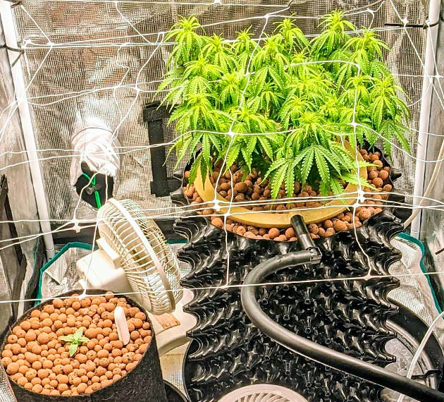 Техника ScrOG при выращивании Gorilla Glue Auto