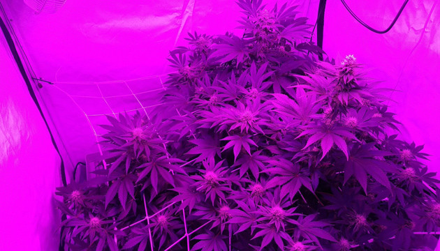 Появление запаха при выращивания 7 неделя выращивания конопли