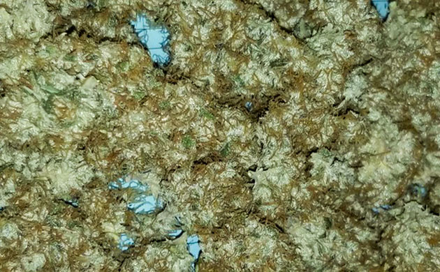 Сухие шишки сорта Original Auto Chemdawg